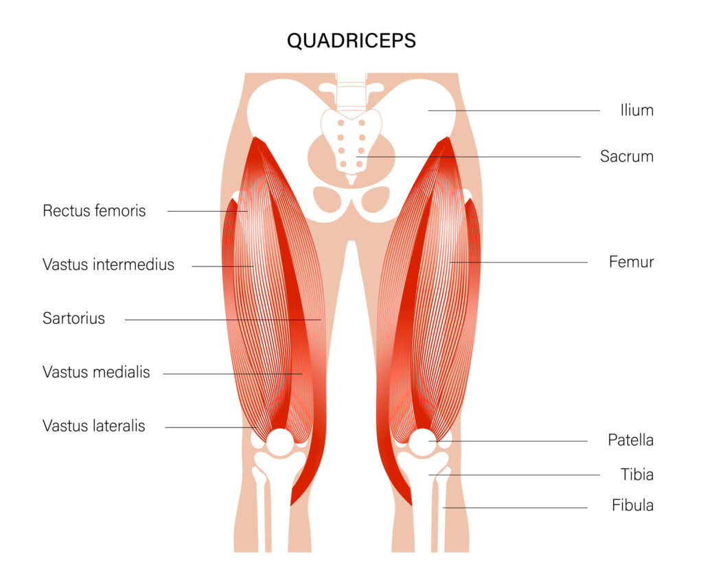 Quad Strain Anatomy