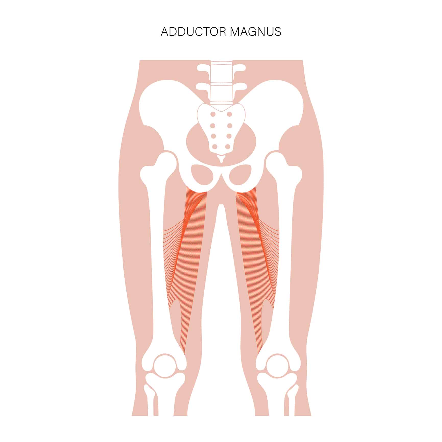 adductor strain diagram