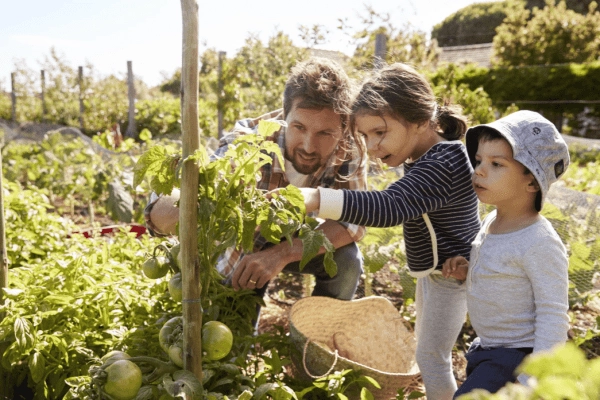 horticultural therapy - the healing power of growing