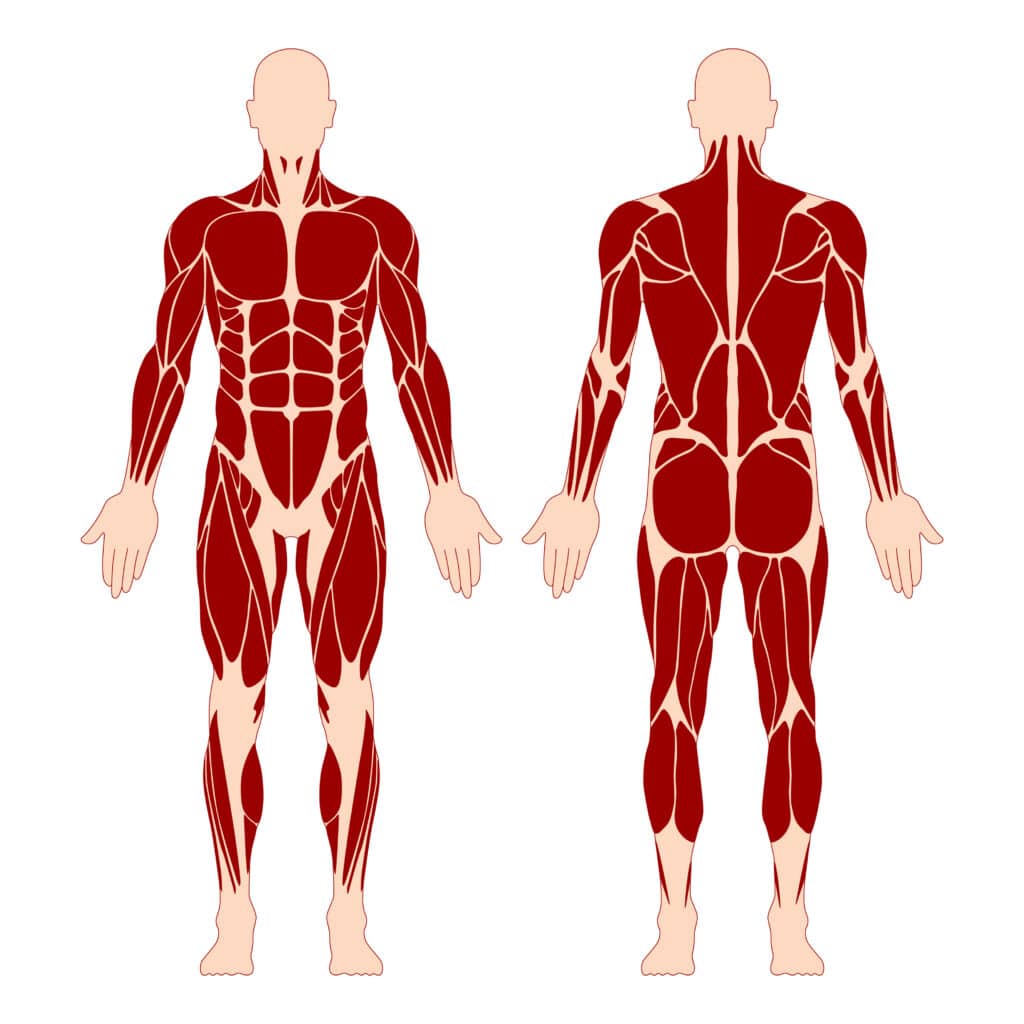 anatomical diagram of general muscle aches