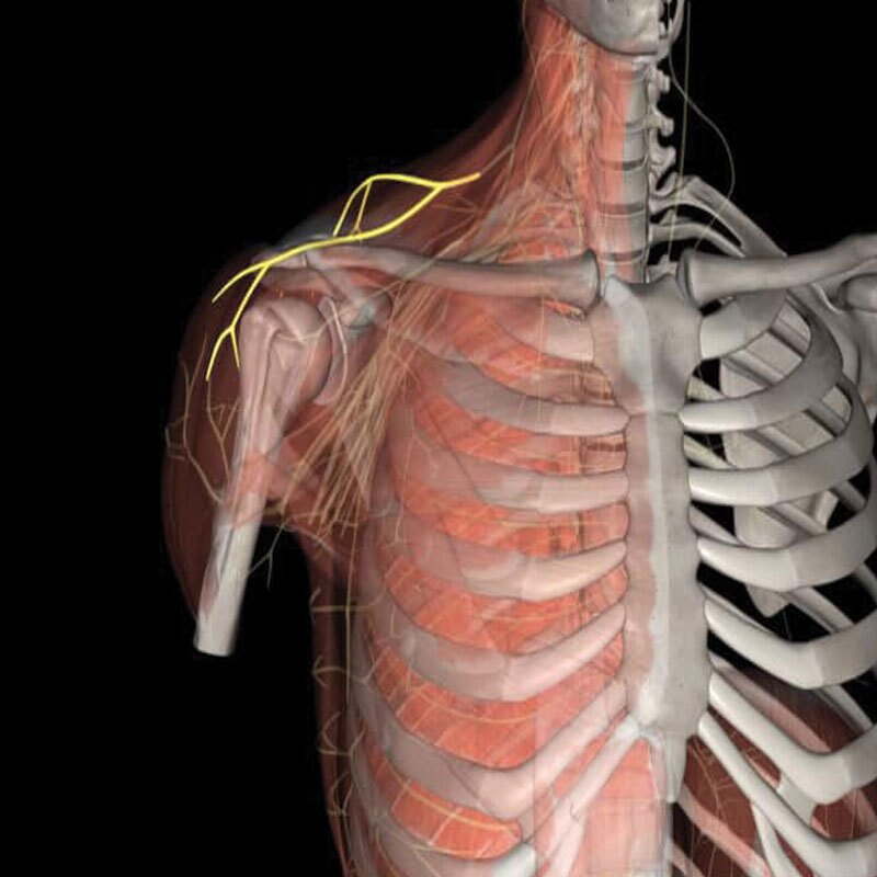 anatomy of dorsal scapular nerve impingement