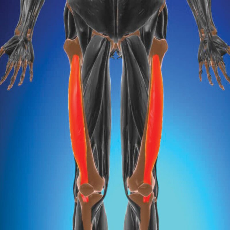 anatomy of distal quad tendinopathy