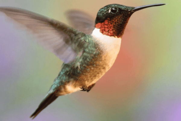 impacts-of-stress-on-the-highly-sensitive-person