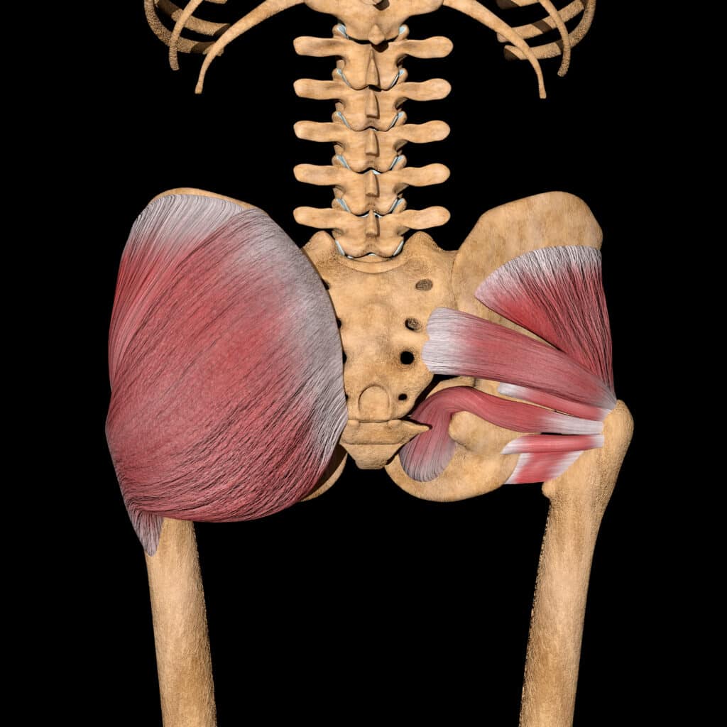 anatomy of glute tendinopathy
