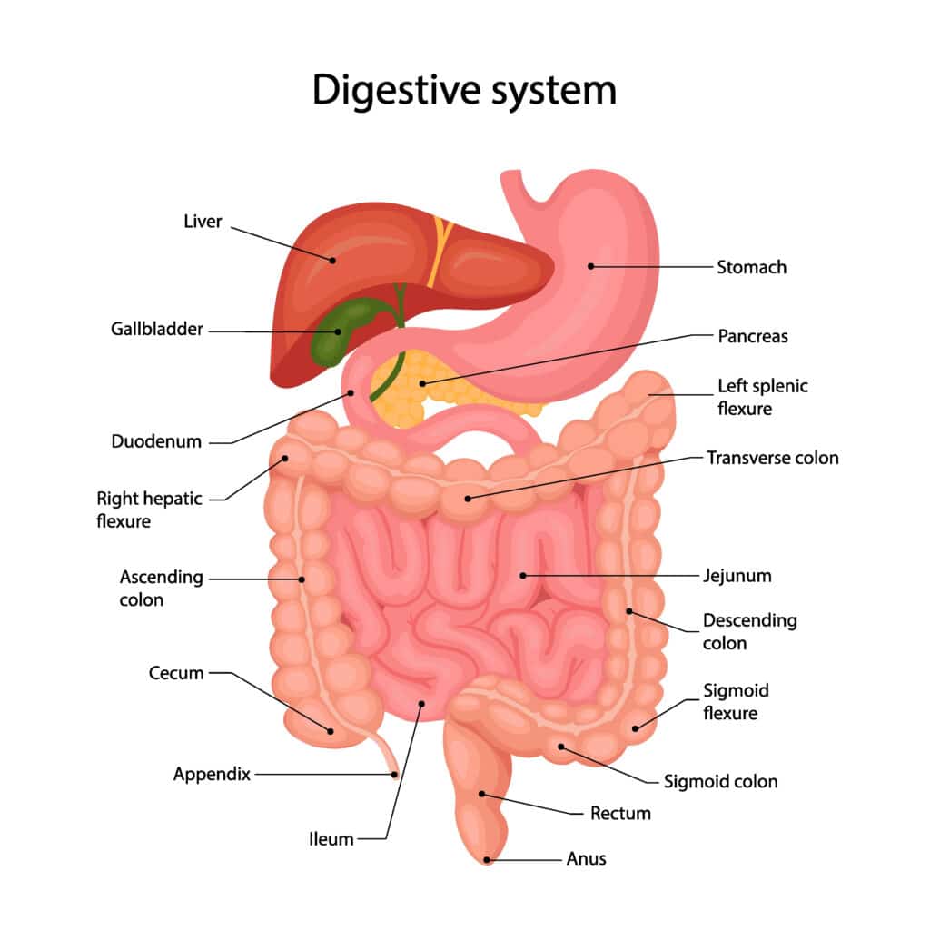anatony of the human digestive system