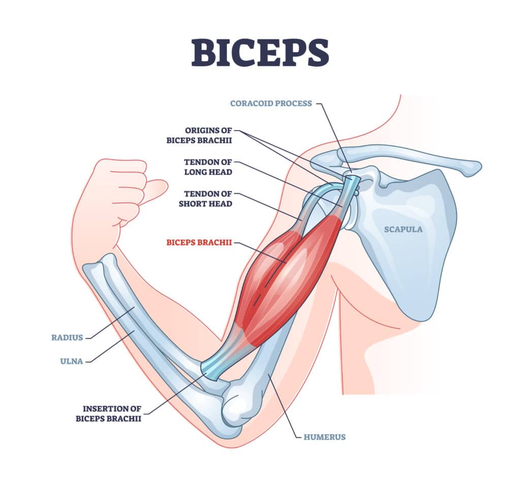 diagram of long head biceps tendinopathy