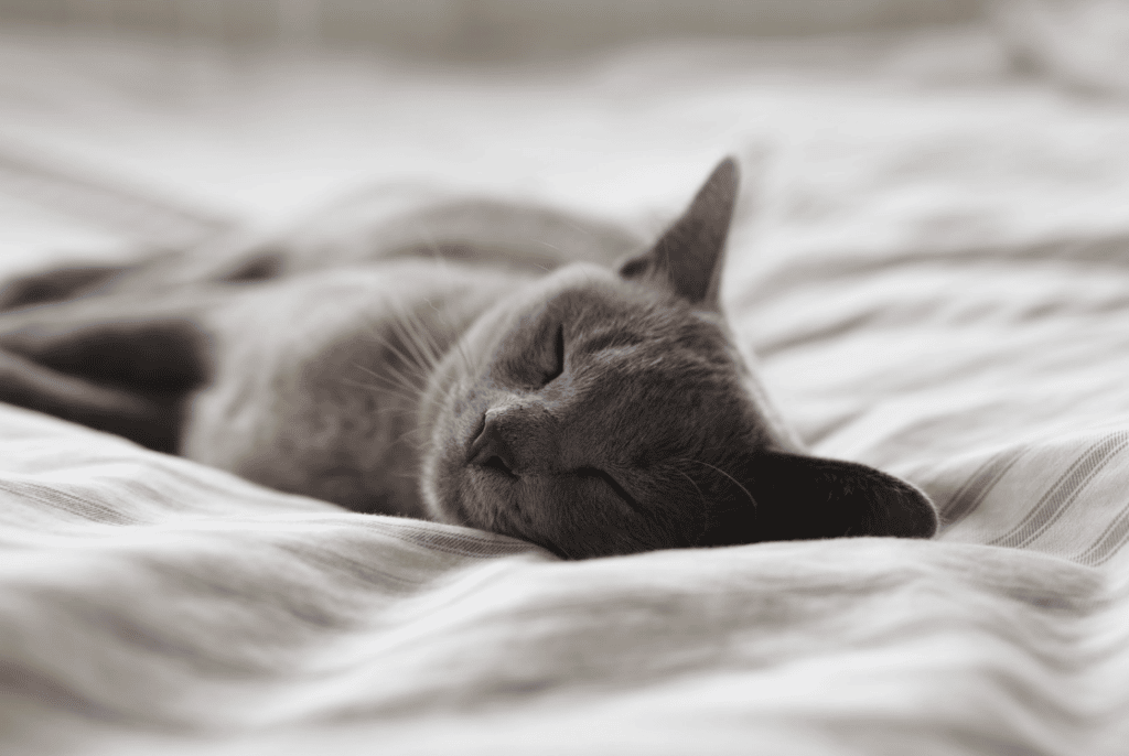 prioritize sleep - 5 Tips to Strengthen Your Immune System From our CARESPACE Naturopathic Doctors