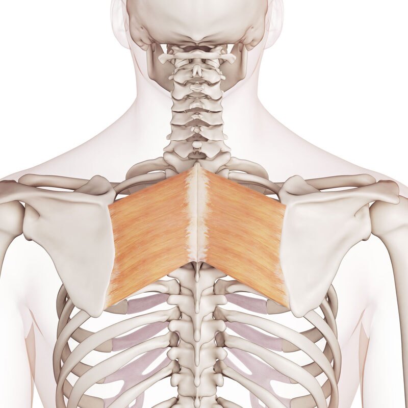 illustration of rhomboid pain