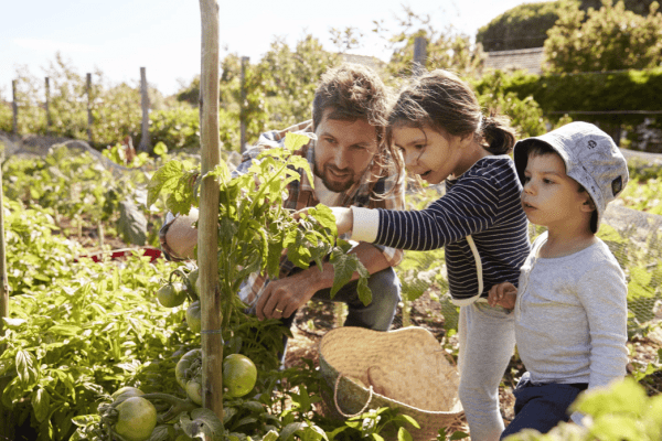 horticultural therapy - the healing power of growing