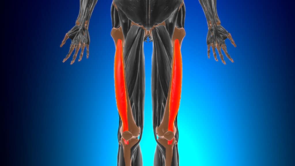 Distal Quad Tendinopathy Anatomy