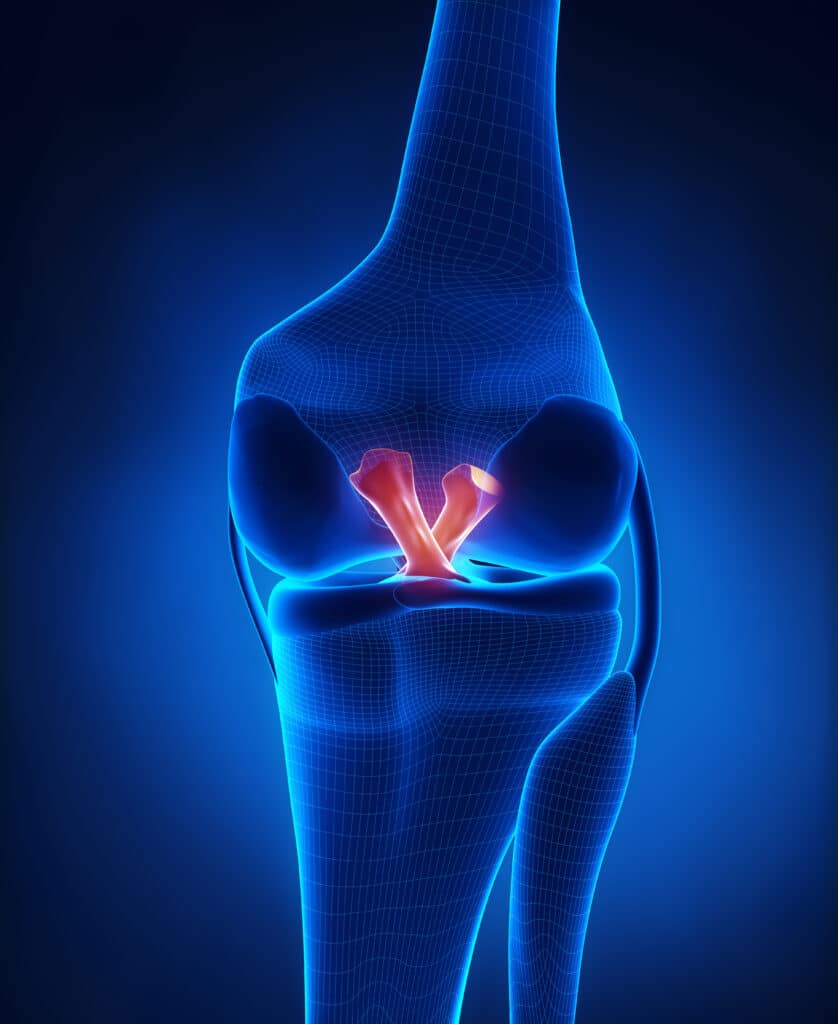 ACL Sprain Anatomy
