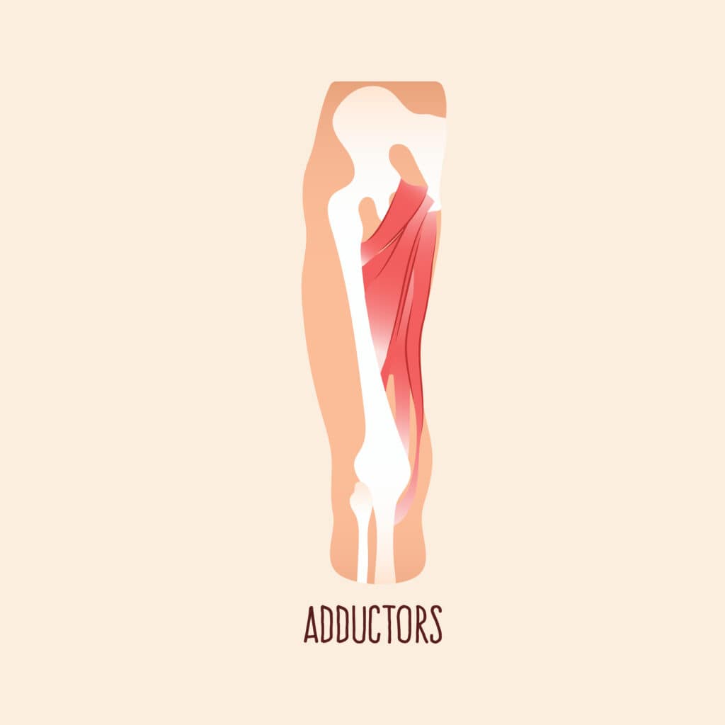 Adductor Strain Anatomy