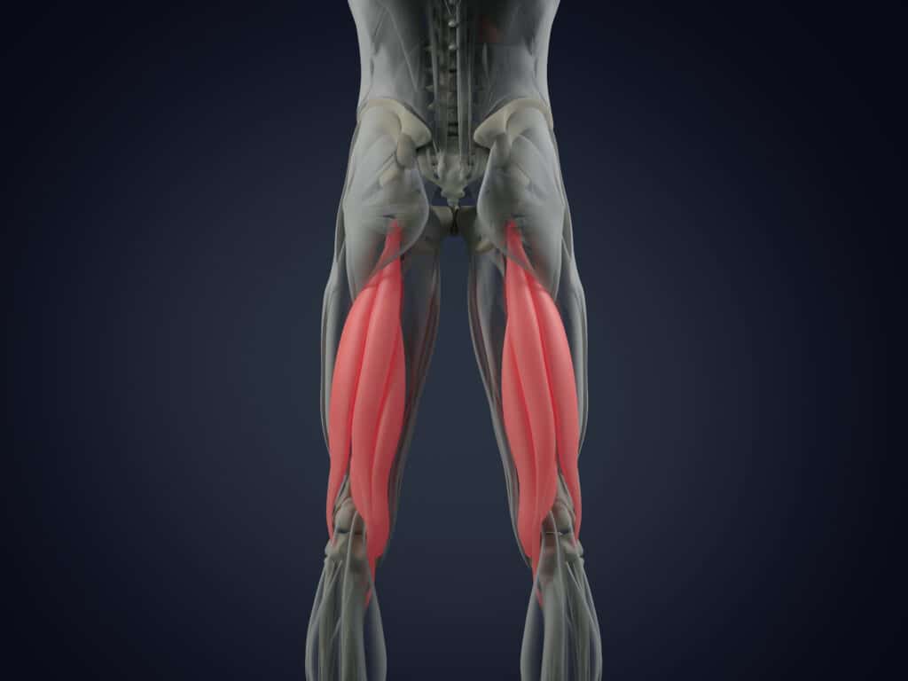 Hamstring Strain Anatomy