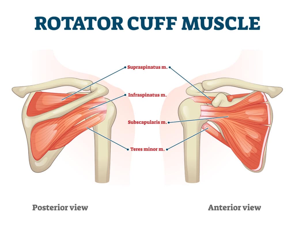 Rotator cuff tendinopathy anatomy