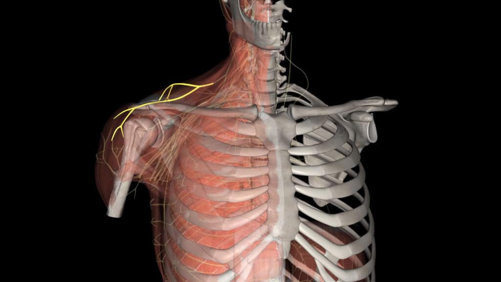 Dorsal Scapular Nerve Impingement Anatomy