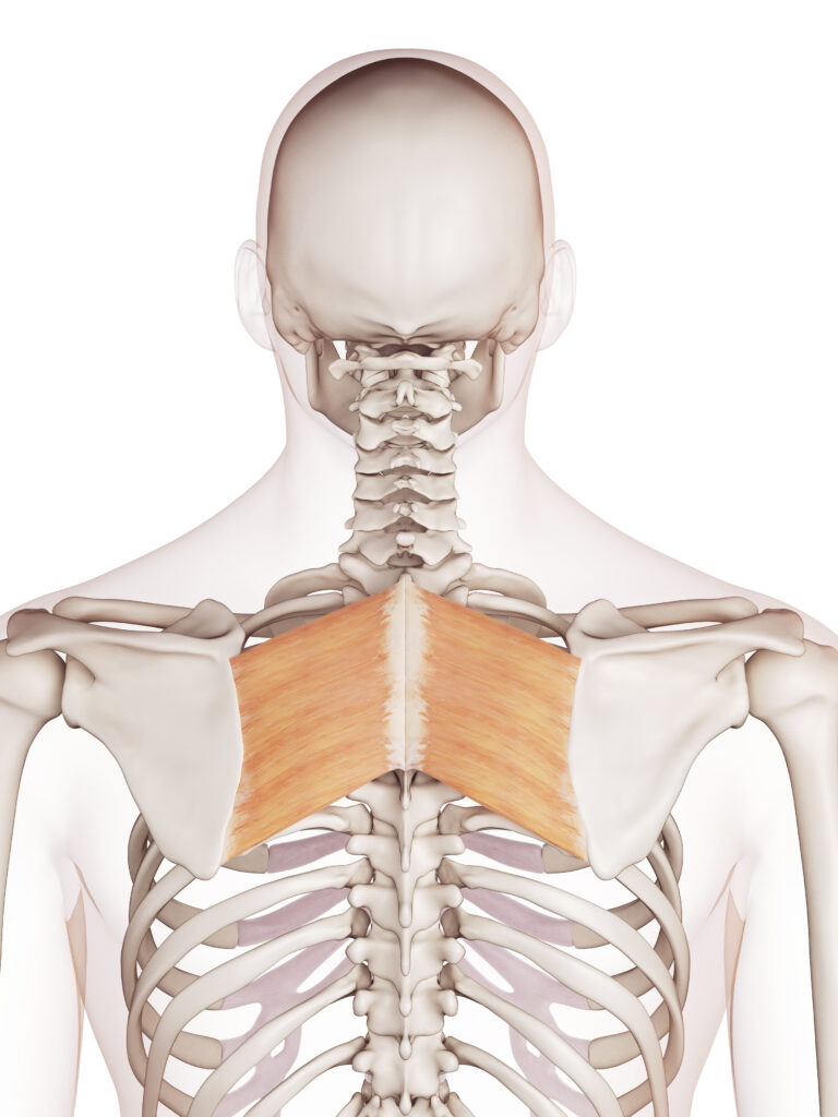 Rhomboid Pain Anatomy