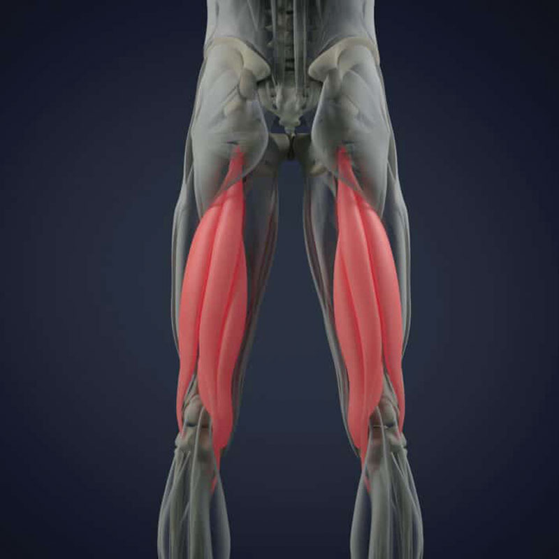 hamstring strain anatomical image