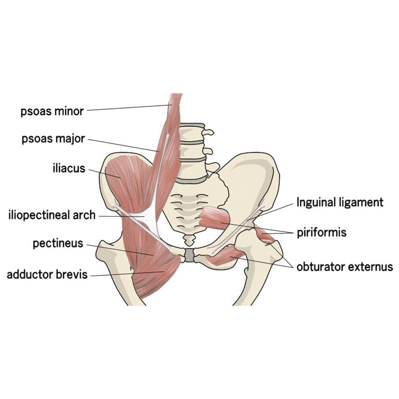 hip flexor strain diagram