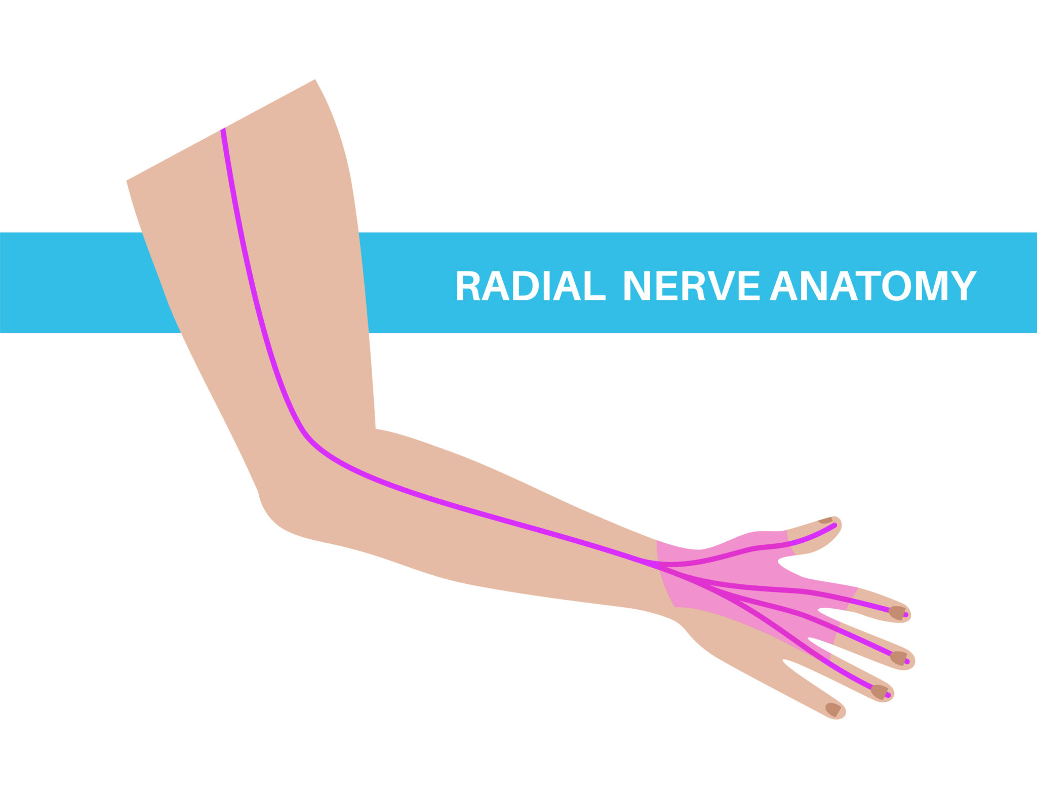 anatomy of radial nerve compression
