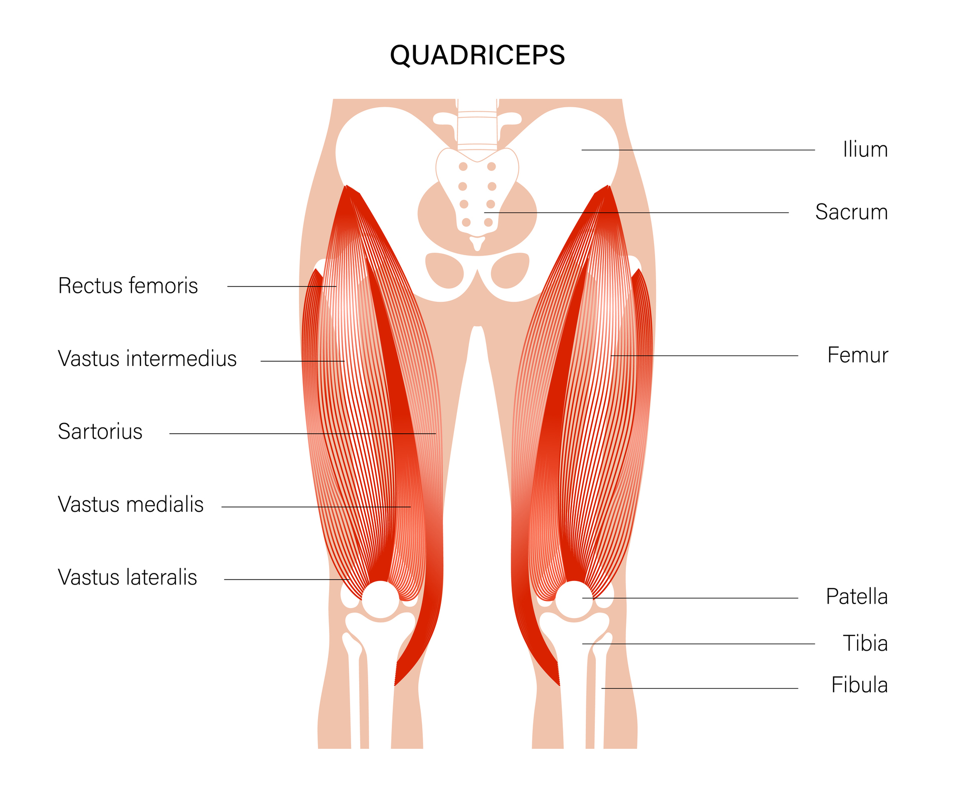 diagram of quad strain