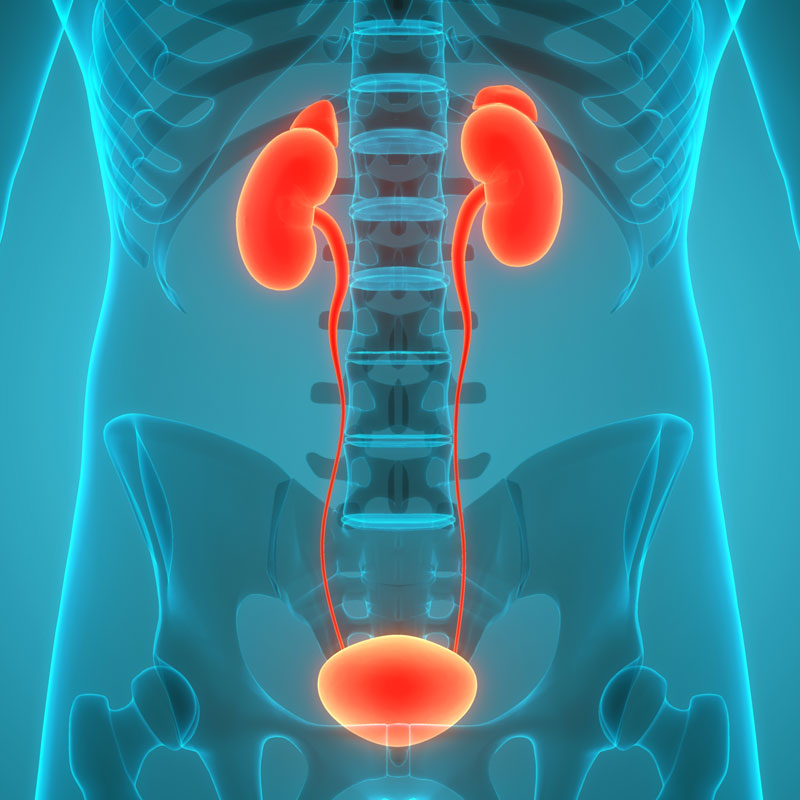diagram of a urinary tract infection